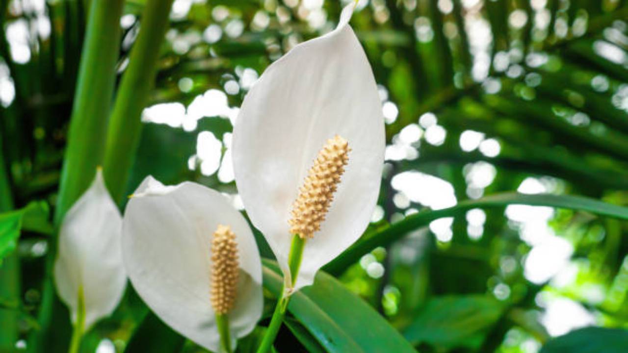 Paz Lily