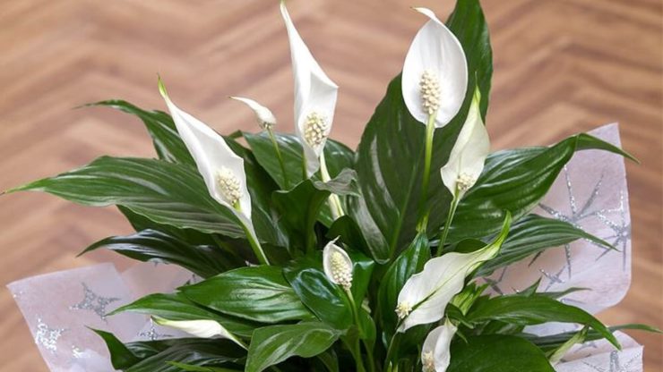 paz Lily