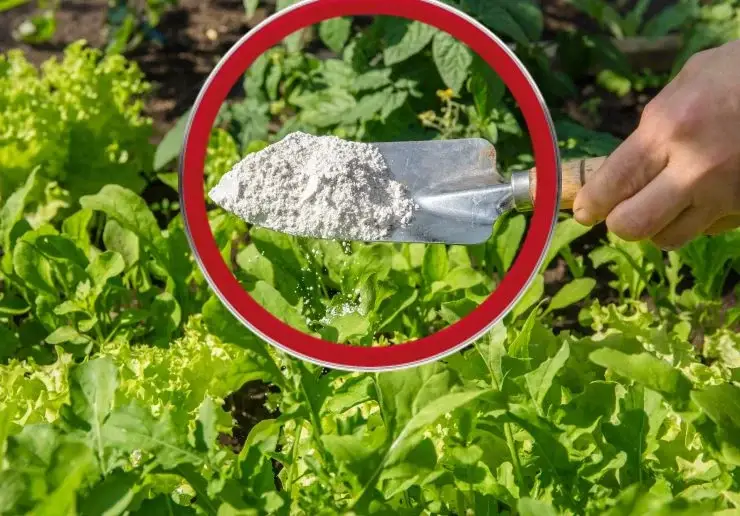 Lo esparcí por todas partes en mi jardín, ¡mi abuelo me enseñó! ¡Es un veneno pesticida natural que todos tenemos en casa!