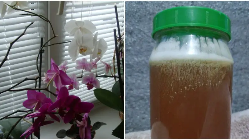 Lo mezclé en 2 minutos, en una semana la orquídea estaba llena de flores. – Mis Consejos Jardinería