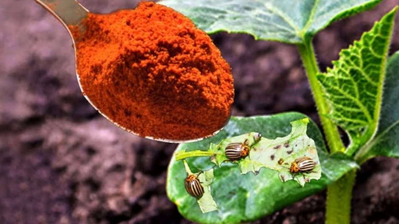 Pulgones de las plantas