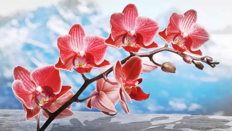 Orquídea