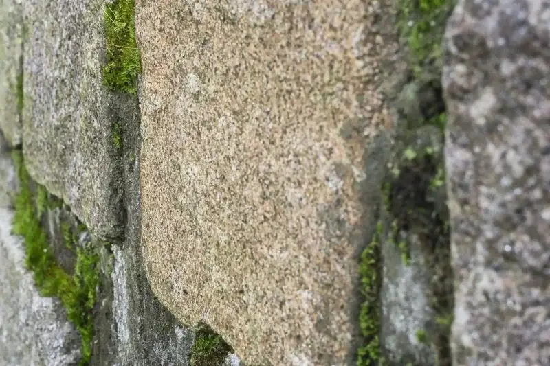 Los he probado todos para deshacerme del musgo en las paredes y entre los azulejos: ¡pero este método es realmente mágico!