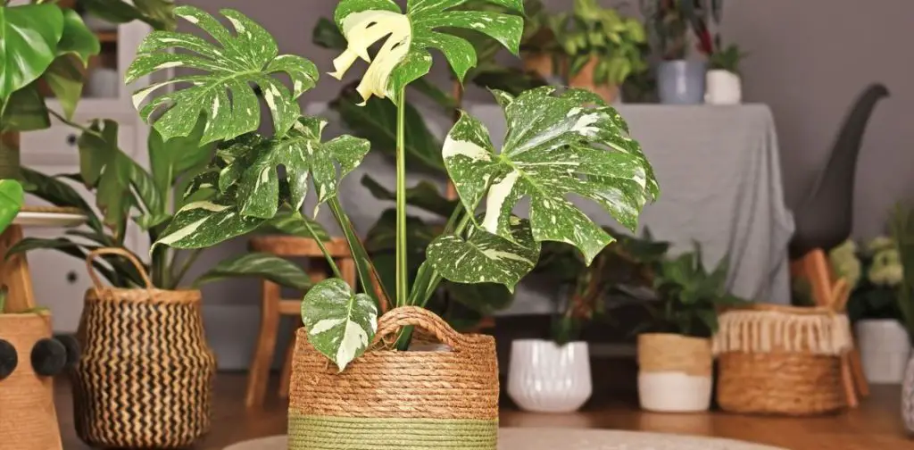 Los mejores consejos para el mantenimiento de tu Monstera – Mis Consejos Jardinería