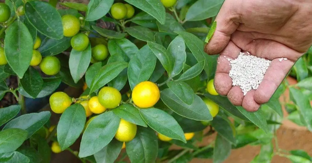 Los secretos para cultivar un limonero en tu casa – Mis Consejos Jardinería