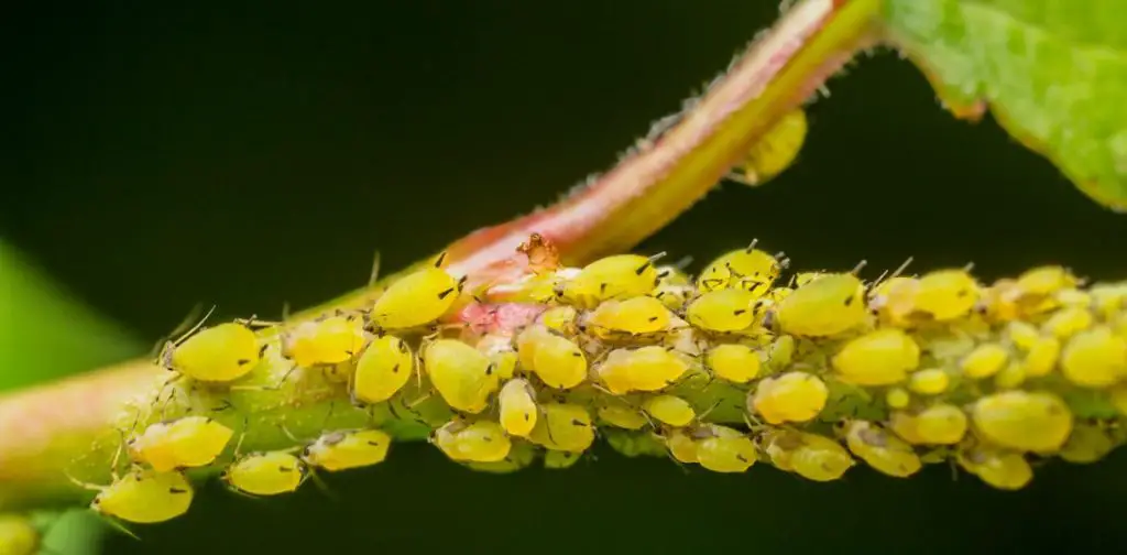 Los secretos para eliminar eficazmente el pulgón de los almendros – Mis Consejos Jardinería