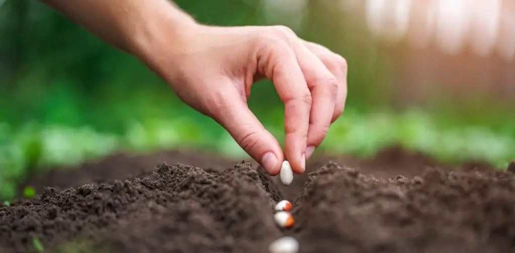 Los secretos para una siembra exitosa de frijol: todo lo que debes saber – Mis Consejos Jardinería