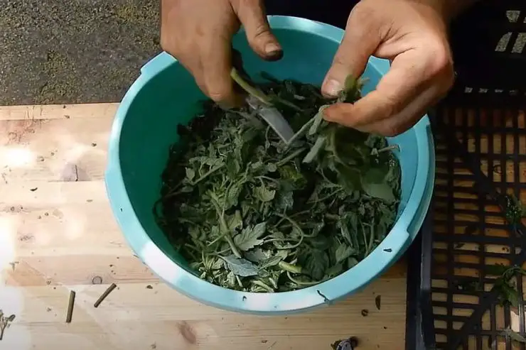 Macerado de tomate: un potente insecticida para tus plantas, excelente contra la col – Mis Consejos Jardinería