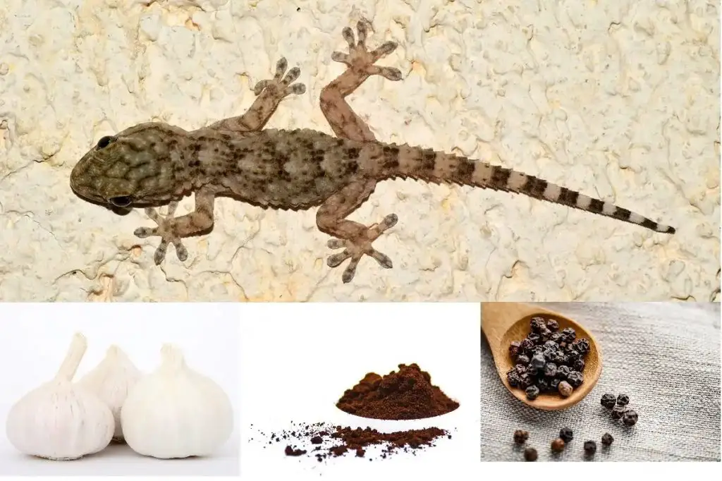 Mantén a las lagartijas fuera de casa con estos remedios naturales, efectivos e inofensivos – Mis Consejos Jardinería