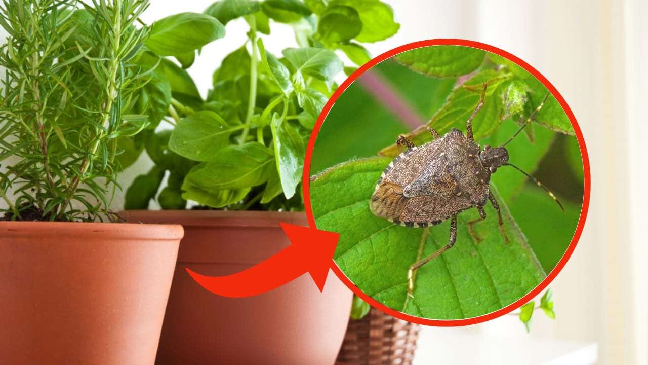 Insectos en la casa