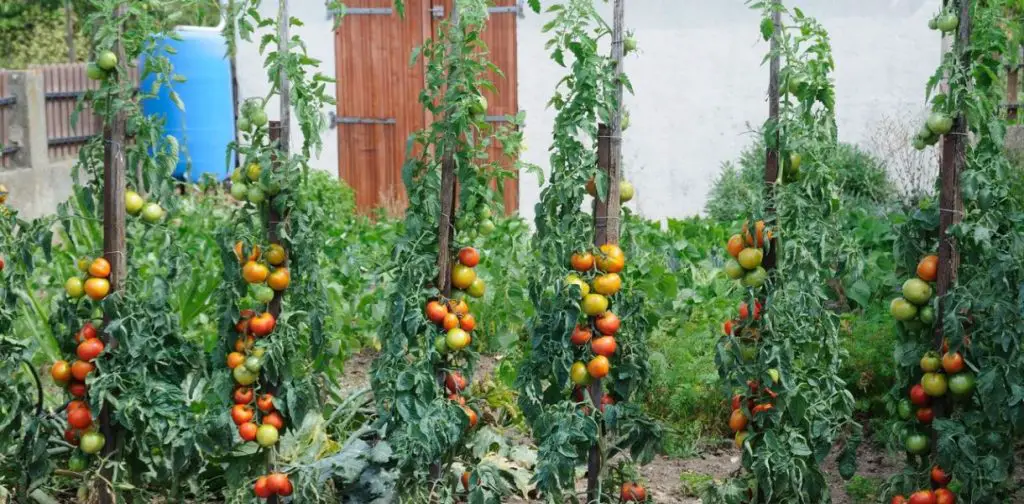 Maximiza tu huerta: aquí están las verduras para plantar junto a los tomates – Mis Consejos Jardinería