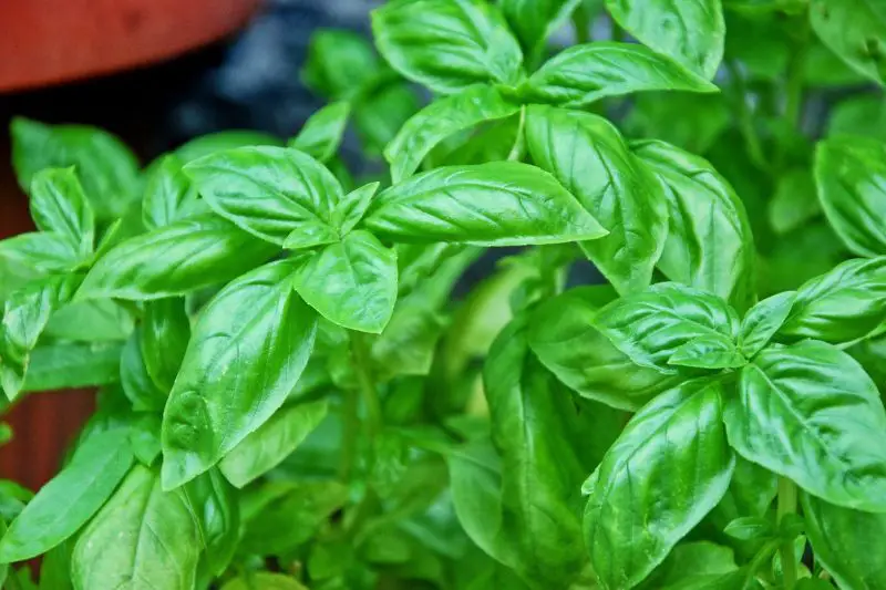 Me encanta el aroma de la albahaca: así es como mi abuela usaba sus hojas – Mis Consejos Jardinería