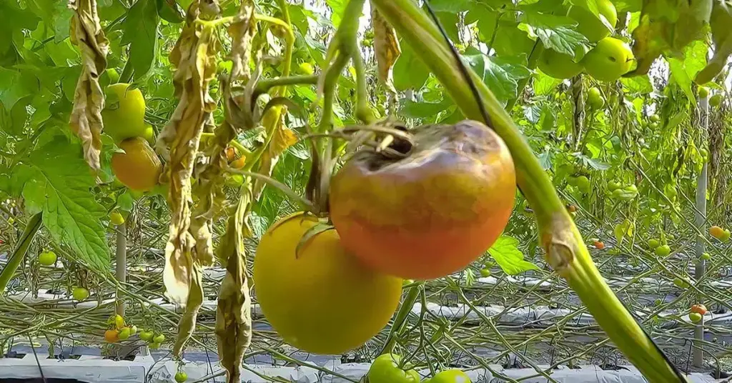 Mildiú velloso en tomate: cómo combatir el hongo con tratamientos naturales – Mis Consejos Jardinería