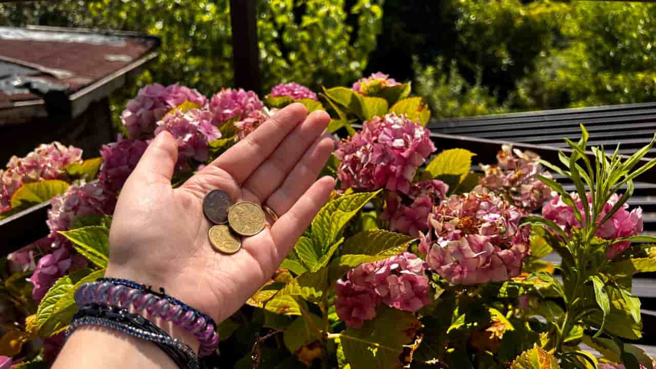 monedas en plantas