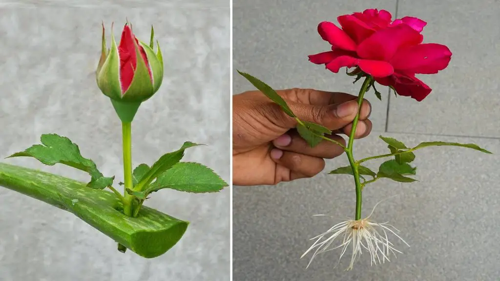 Multiplique sus rosas con un solo tallo: el método secreto revelado – Mis Consejos Jardinería
