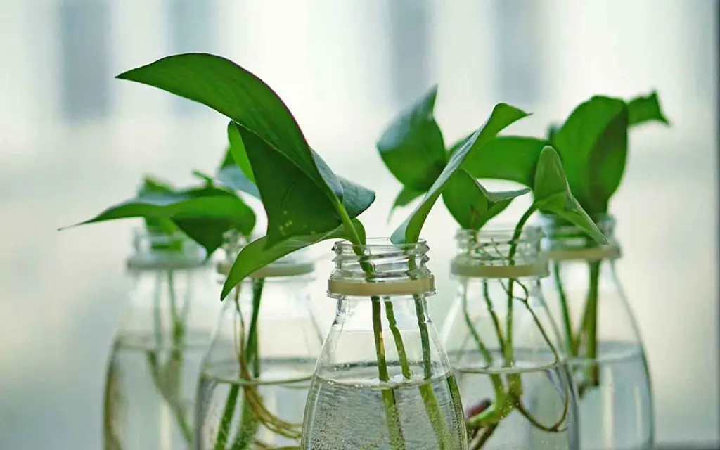 Nadie lo sabe, pero así es como se cultivan plantas sin tierra: “¡maravilloso!” – Mis Consejos Jardinería