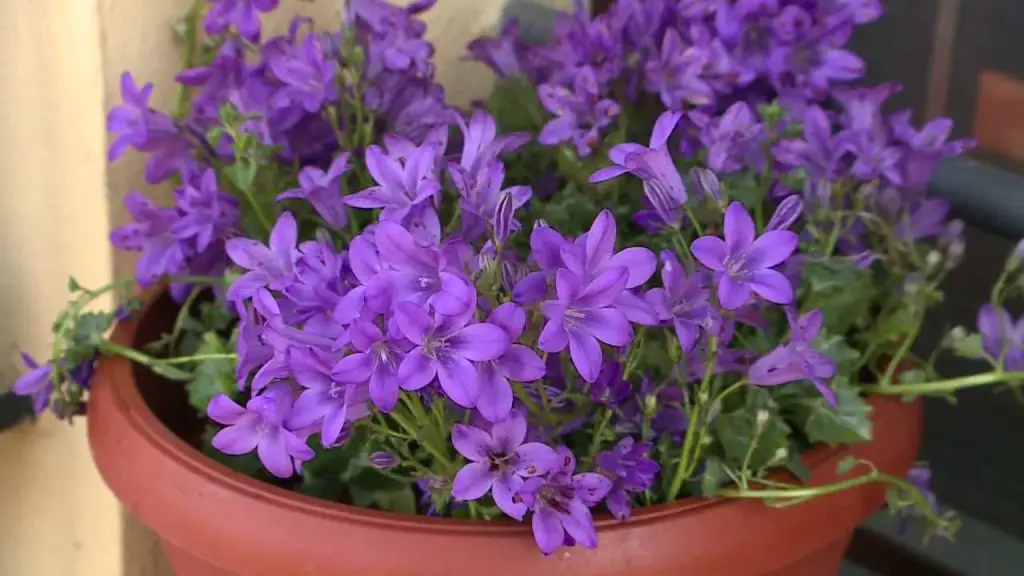 Nadie lo sabe, pero estas maravillosas flores se abren de noche: “maravillosas” – Mis Consejos Jardinería