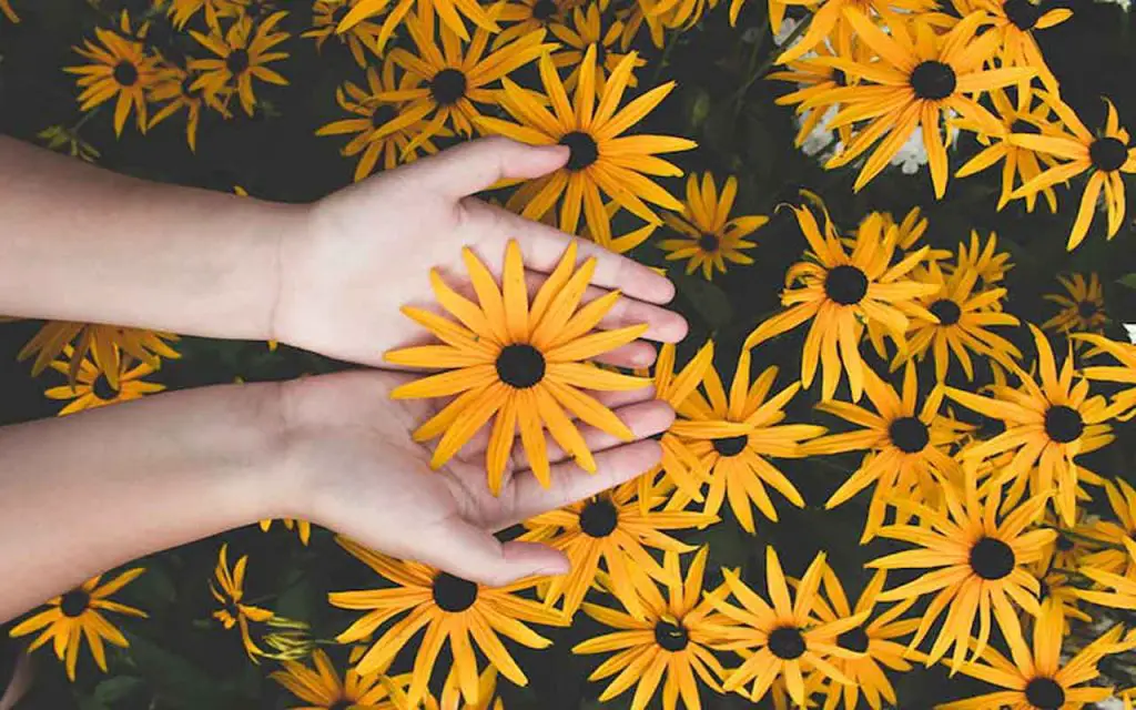 Nadie lo sabe, pero estas son las flores primaverales por excelencia: “¡guau!” – Mis Consejos Jardinería