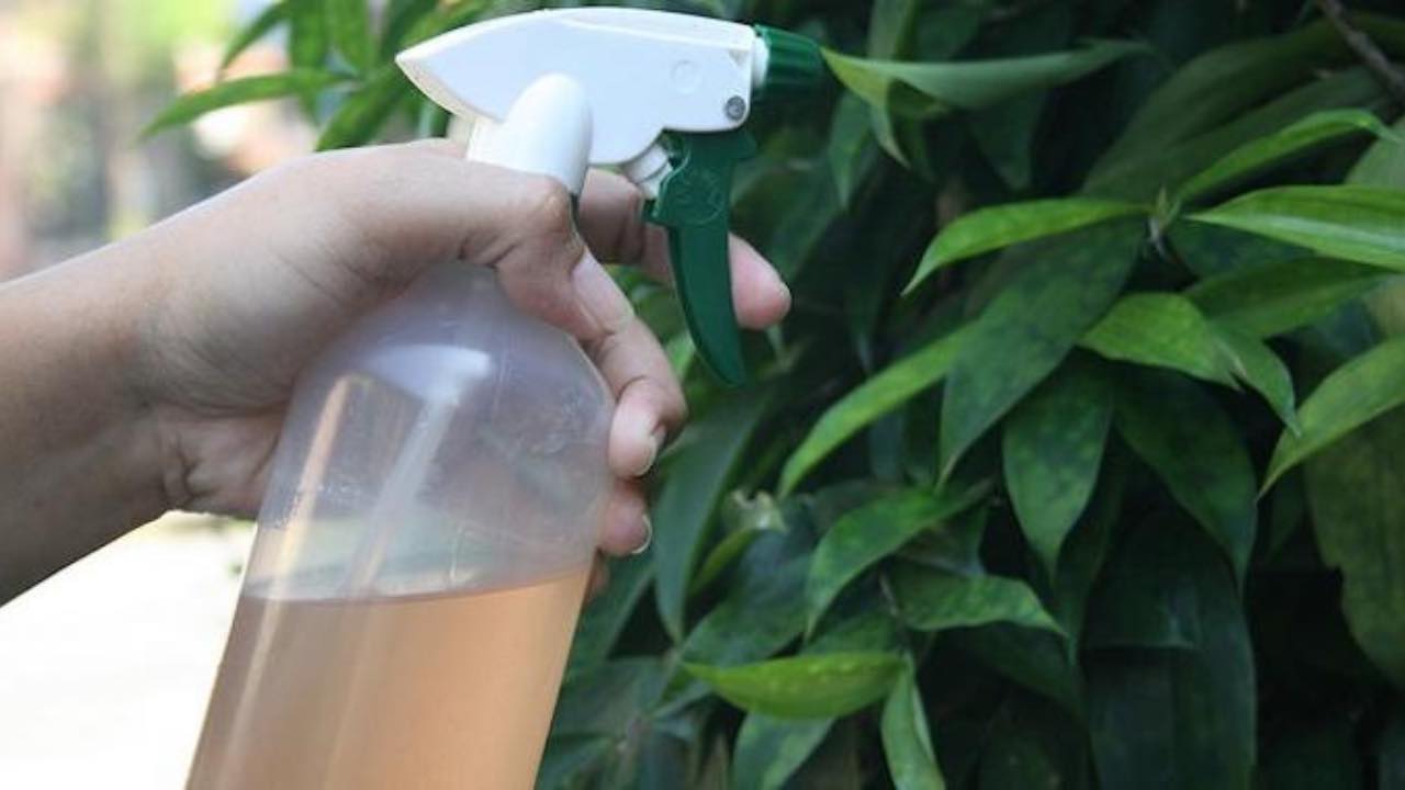 Insecticida casero