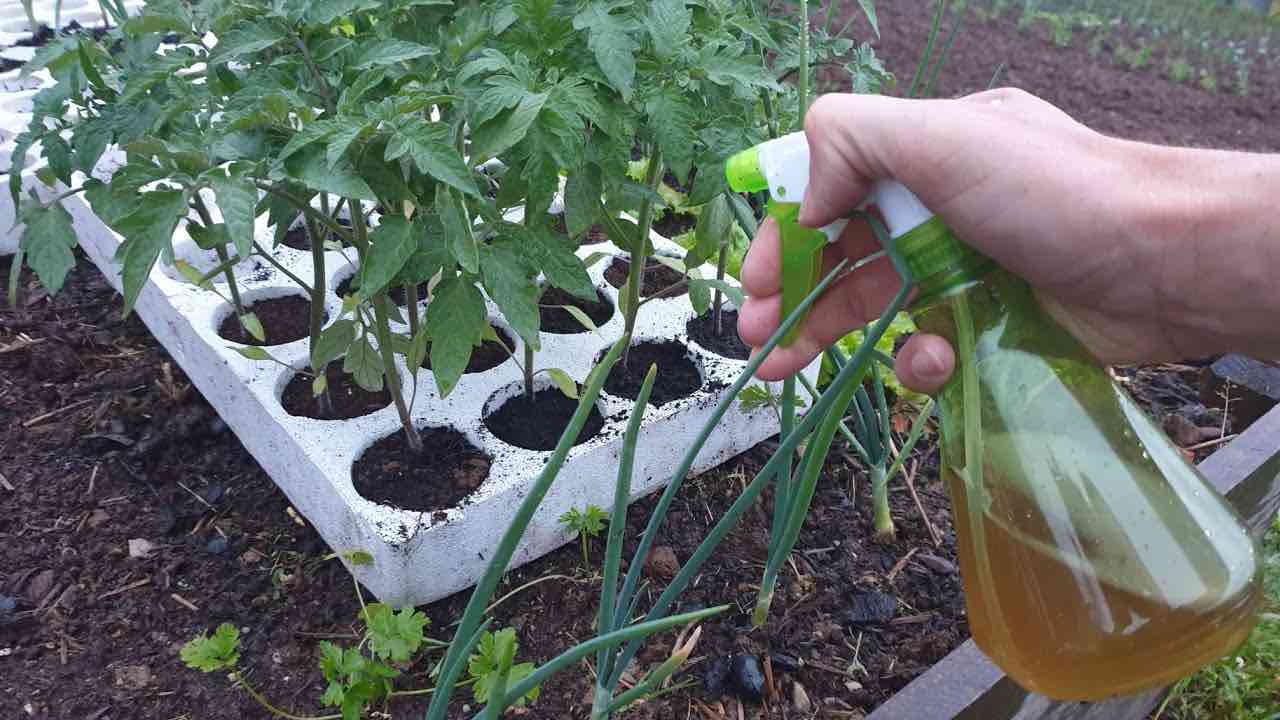 Jardineros de maquillaje para plántulas.