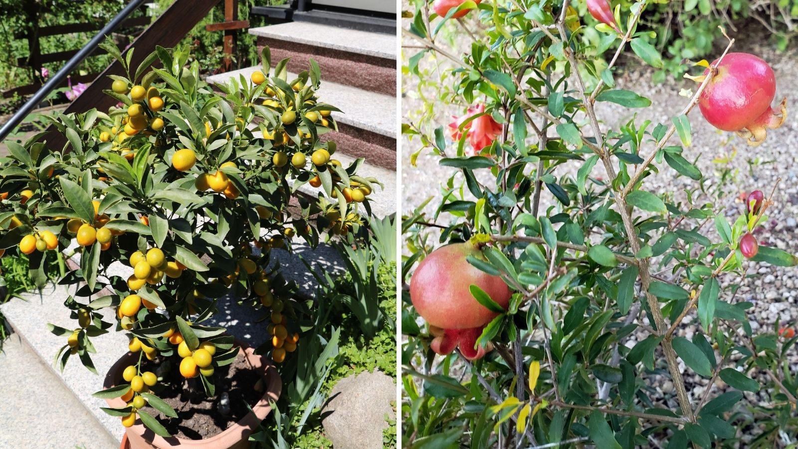 No Need for Patience – Dwarf Fruit Trees for Quick Summer Fruits