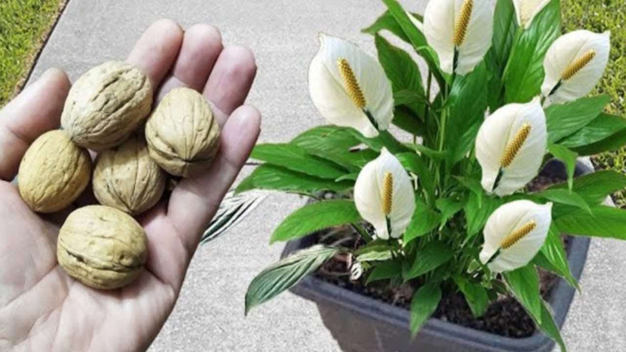 Planta