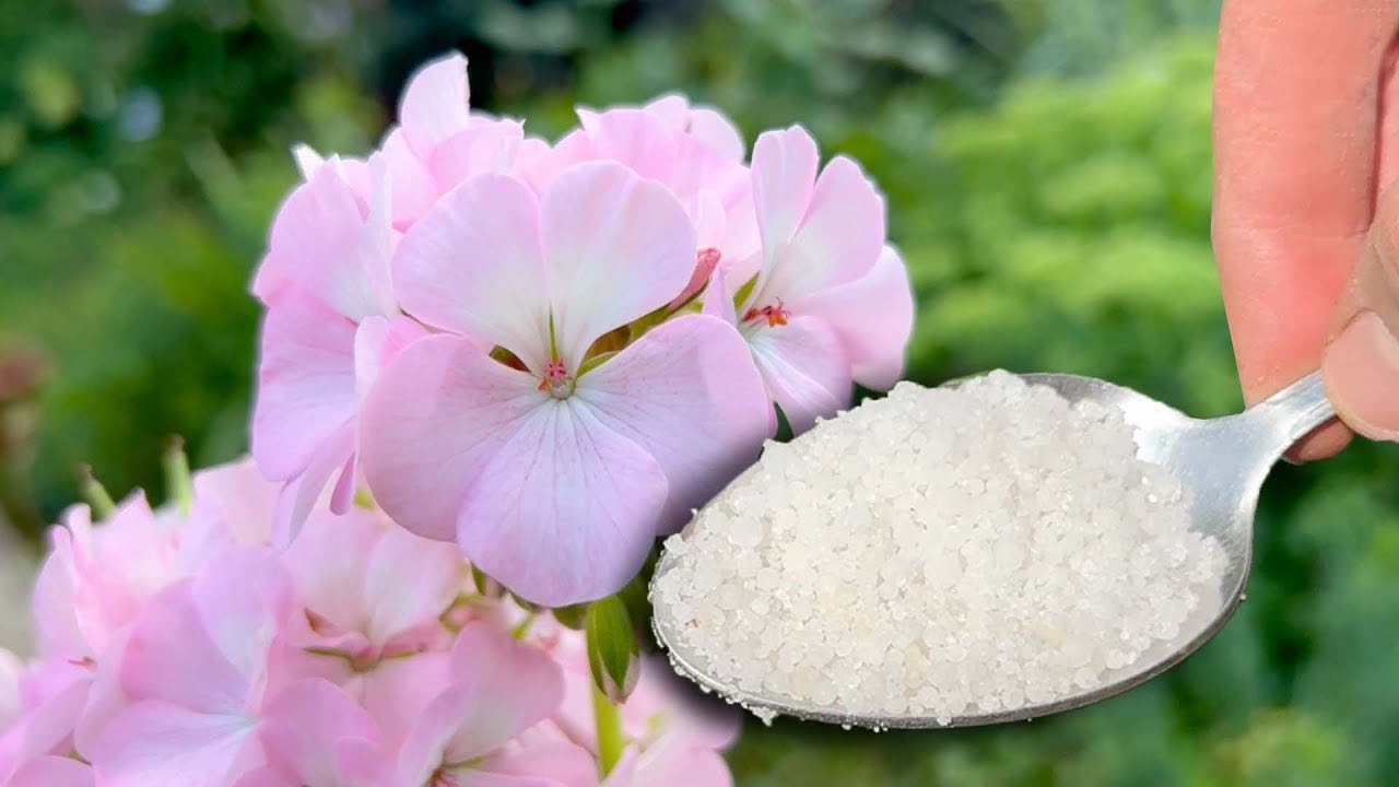 Ingrediente para plantas