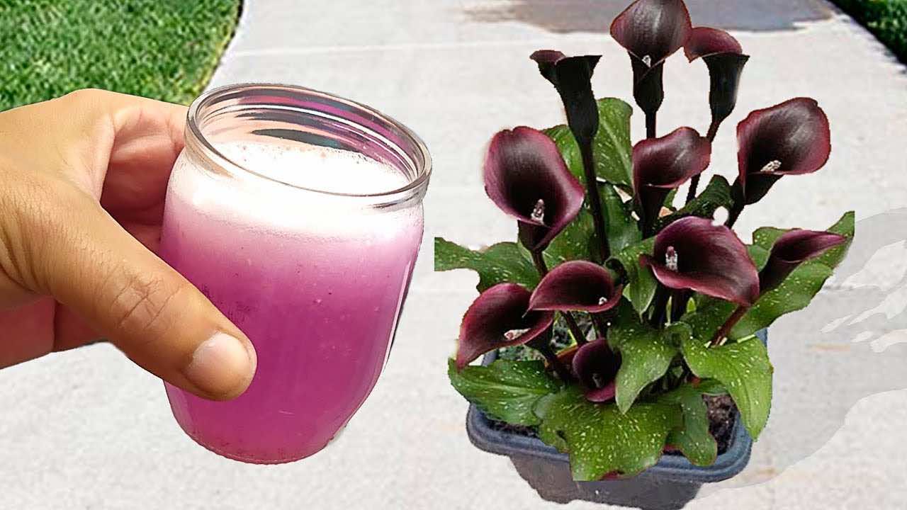 huerta e ingrediente de la huerta