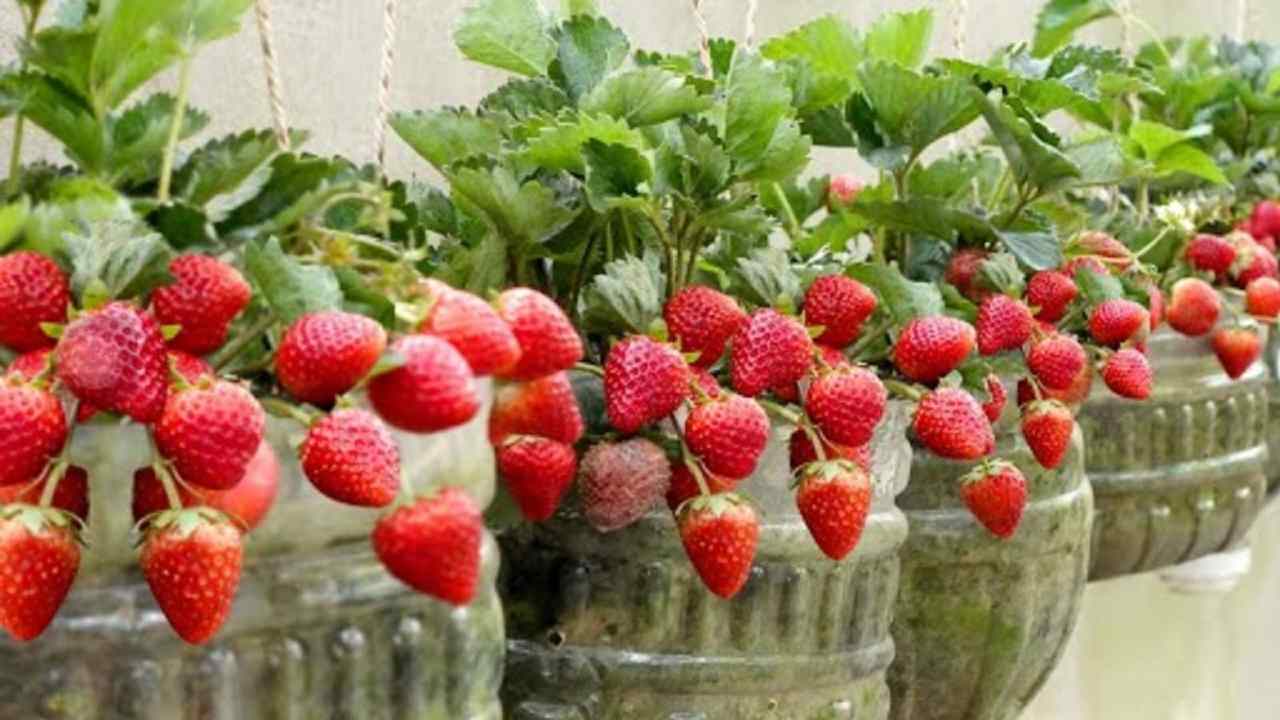 cultivar fresas