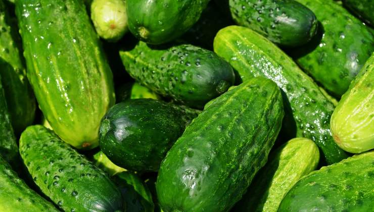 No plante pepinos sin este ingrediente