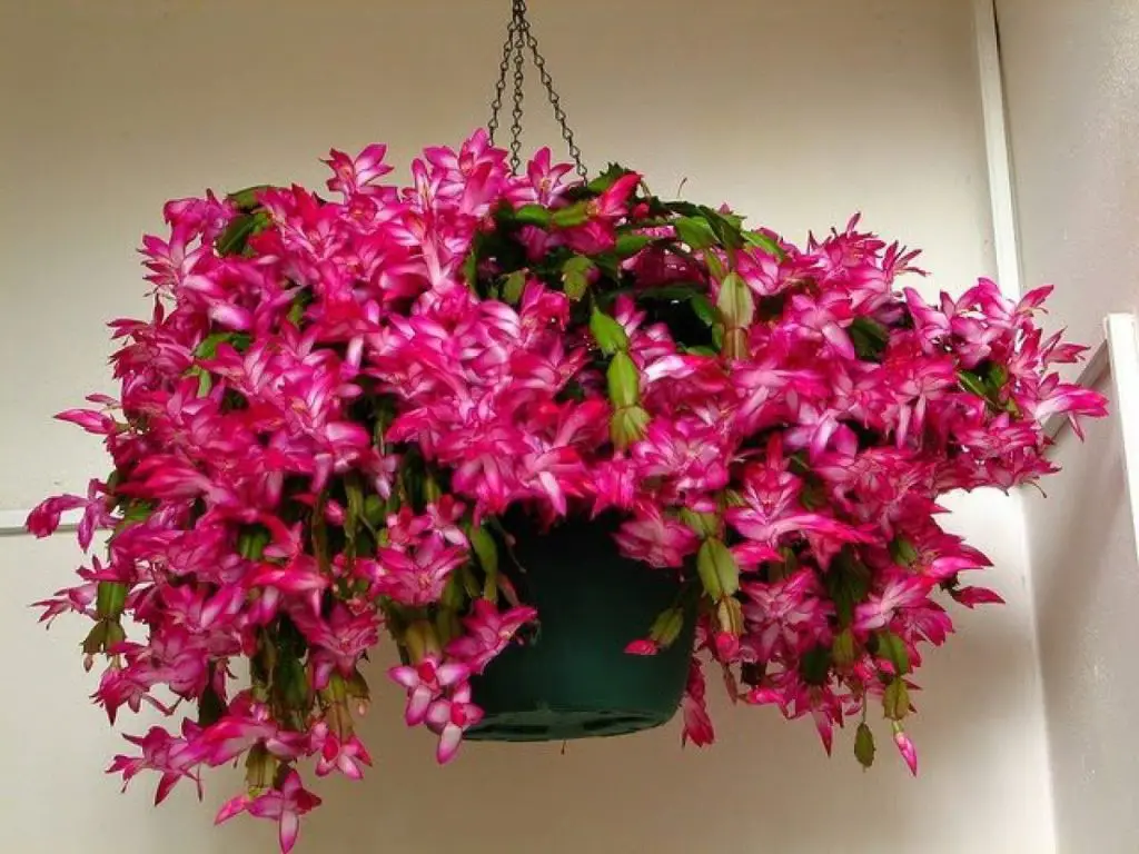 No solo flor de pascua: plantas para tener en casa para las fiestas navideñas – Mis Consejos Jardinería