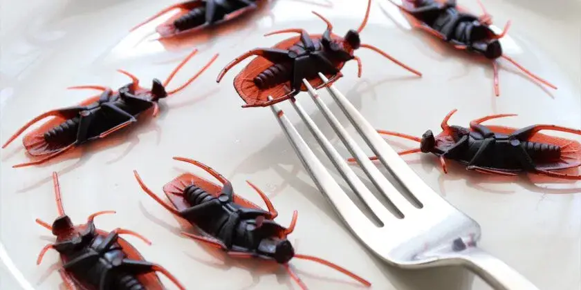 No solo vinagre para acabar con las cucarachas en casa con métodos naturales: ¡aquí tienes 4 trucos desconocidos! – Mis Consejos Jardinería