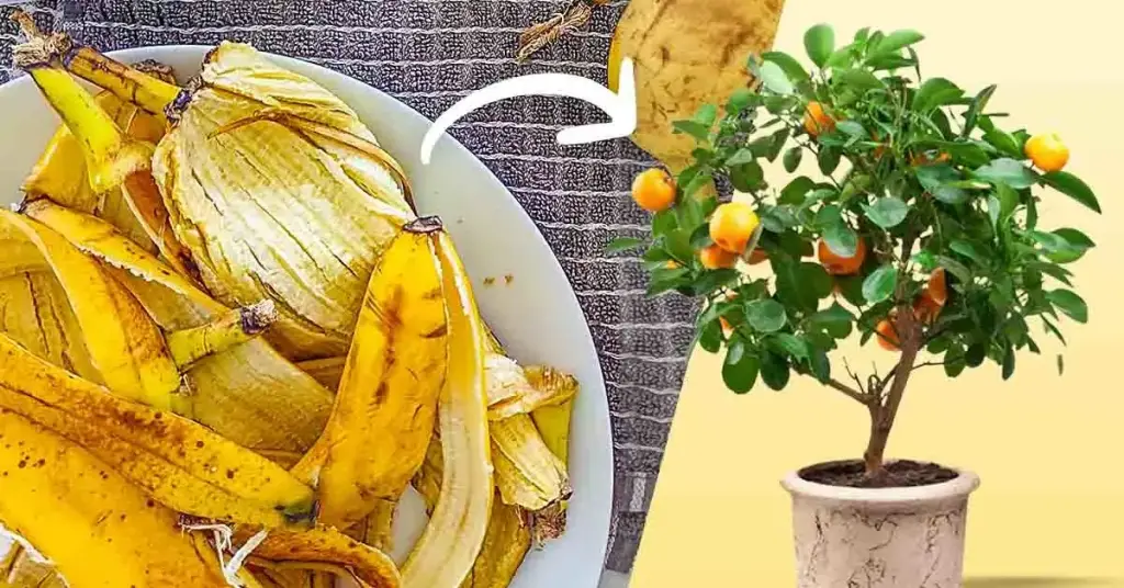 No tires la cáscara de plátano: aquí hay 8 usos inteligentes en el jardín – Mis Consejos Jardinería