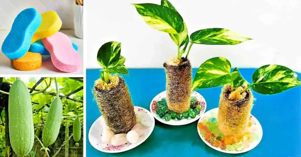 No tires las esponjas viejas: aquí te mostramos cómo usarlas para cultivar plantas – Mis Consejos Jardinería