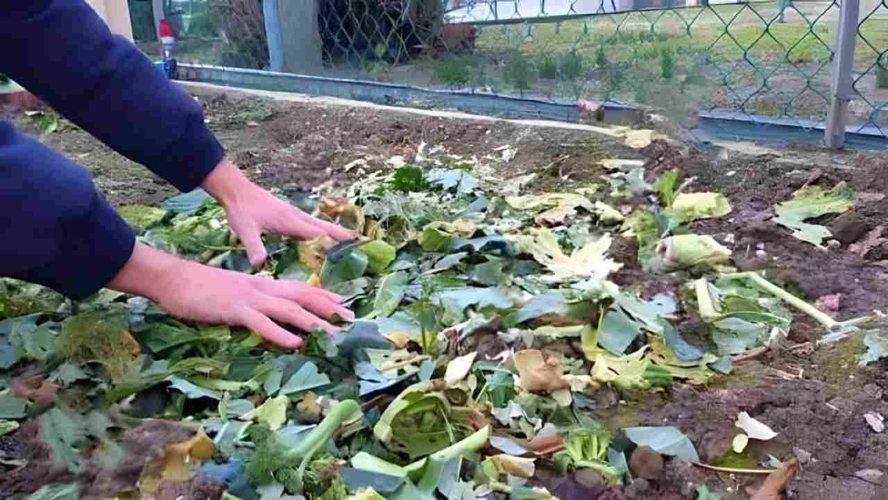 Restos de plantas