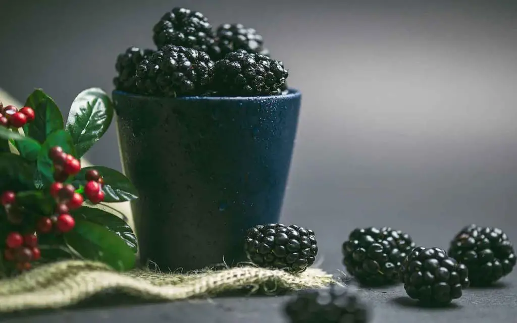 Nueva tendencia 2023: aquí se explica cómo cultivar moras en macetas – Mis Consejos Jardinería