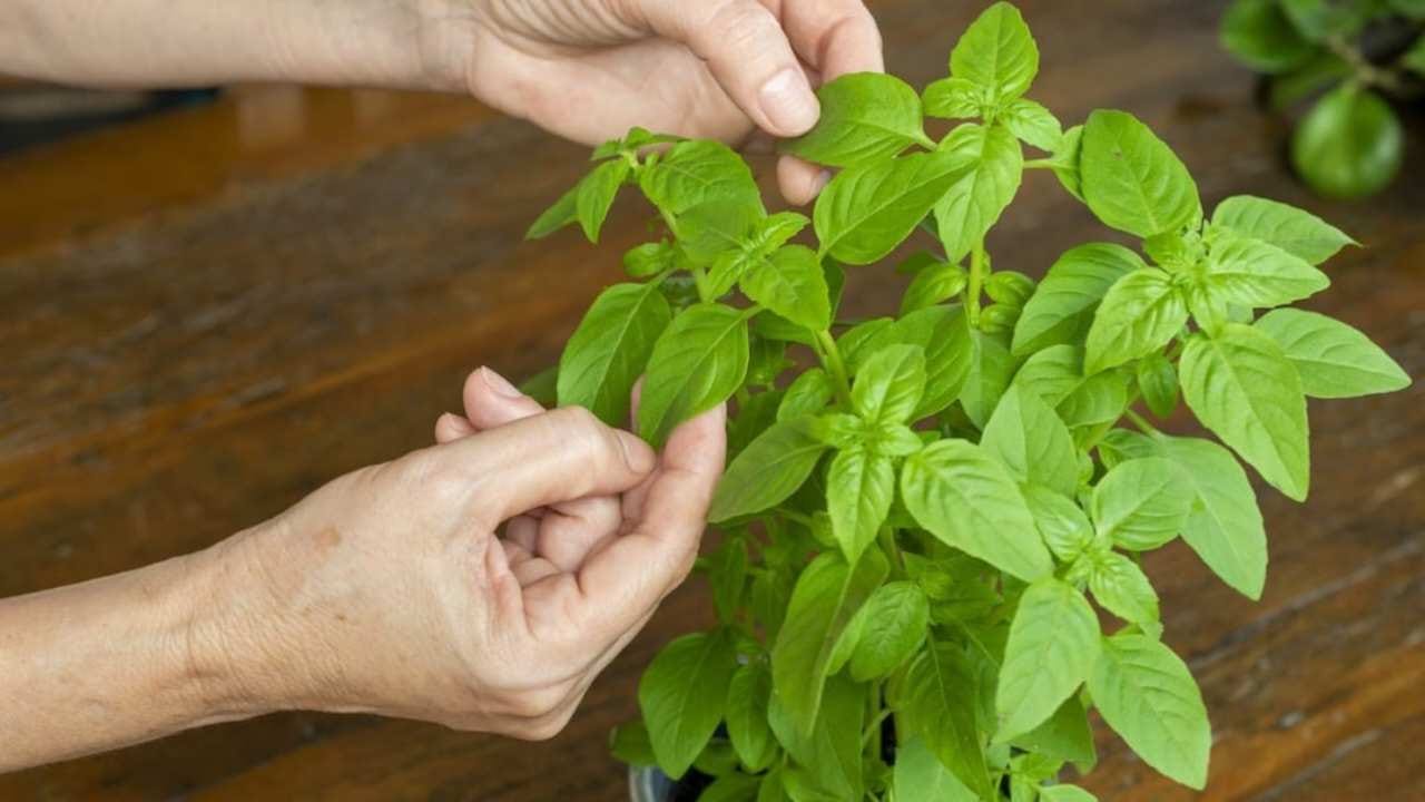 Nunca despegue las hojas de la planta de albahaca de esta manera