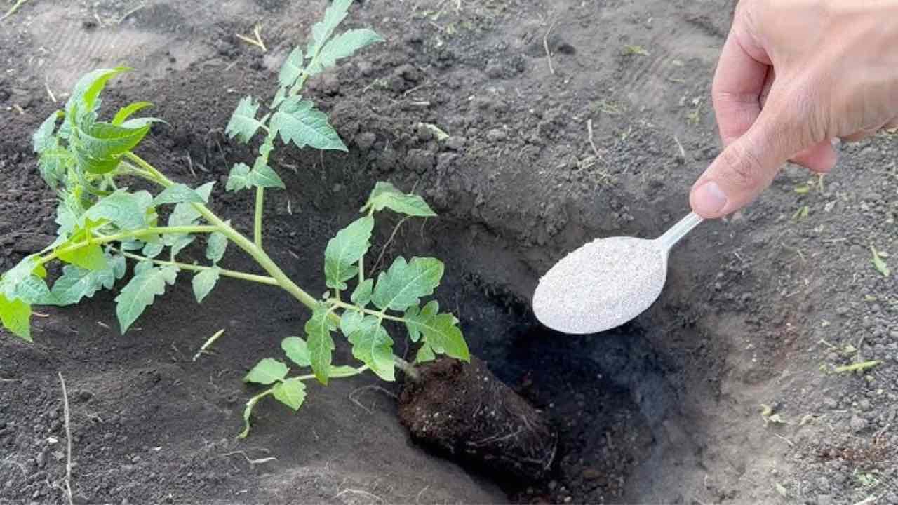 Plantando tomates