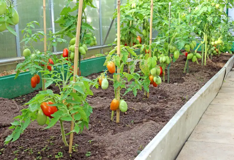 Nunca plantes tomates y cebollas en el mismo lugar: un experto explica por qué – Mis Consejos Jardinería