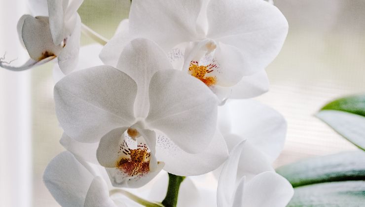 Orquídea blanca