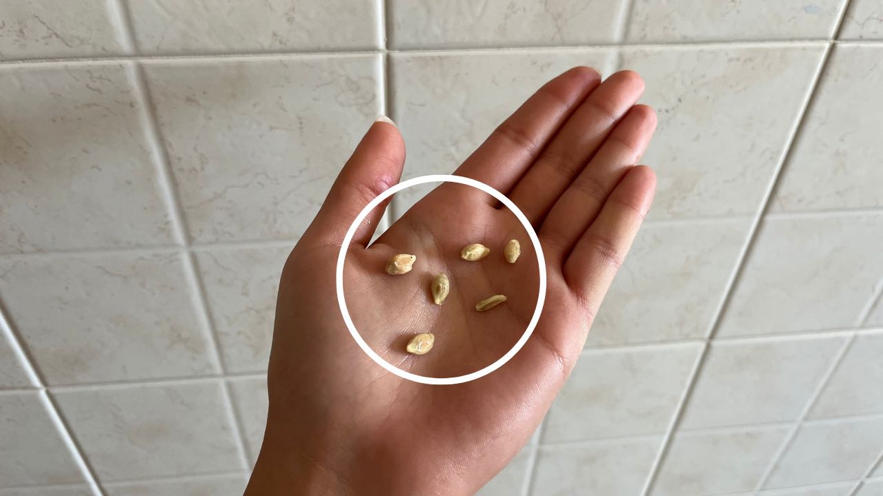 semillas de limon