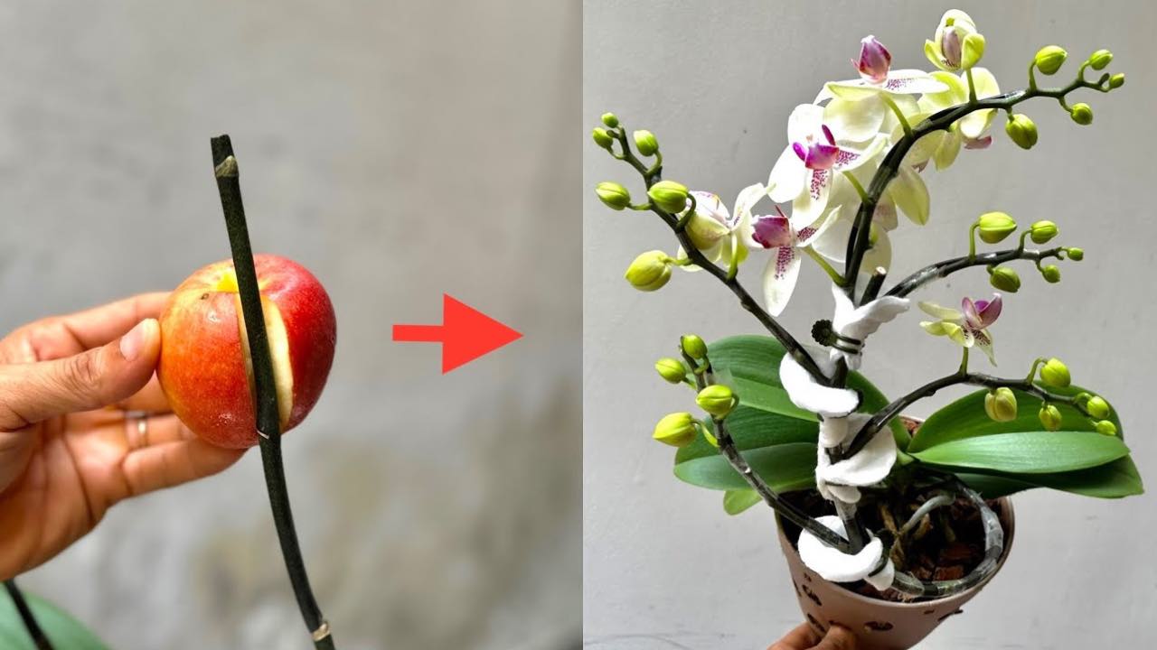 manzana y orquídea