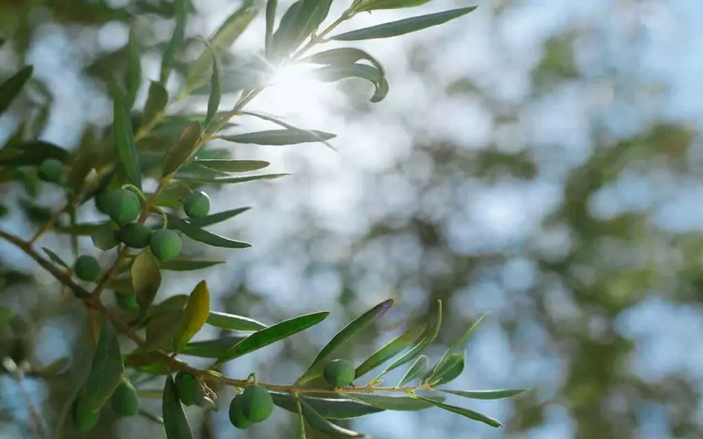 Olivo: aquí está el truco para multiplicarlo desde una rama, esto es lo que hay que hacer – Mis Consejos Jardinería