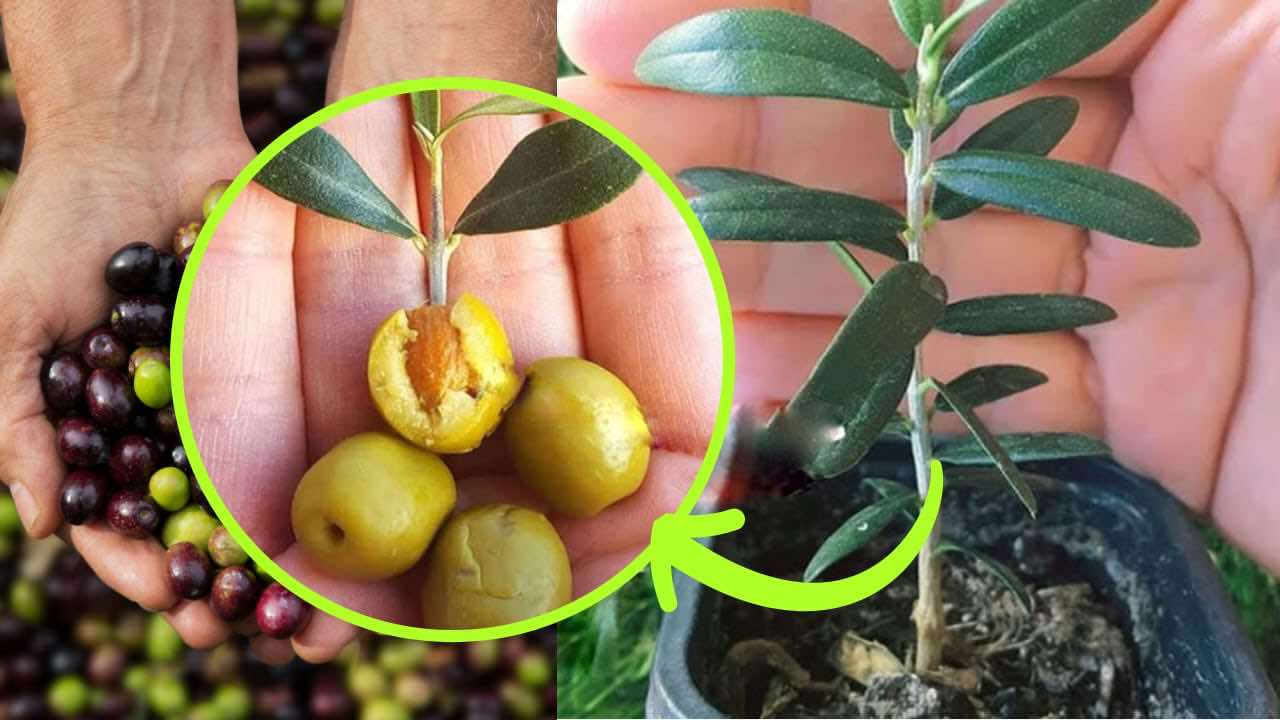 Olivo en maceta