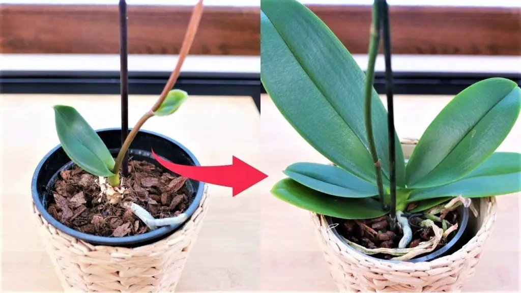 Orquídea: aquí está el truco de las nueces para una floración espectacular – Mis Consejos Jardinería