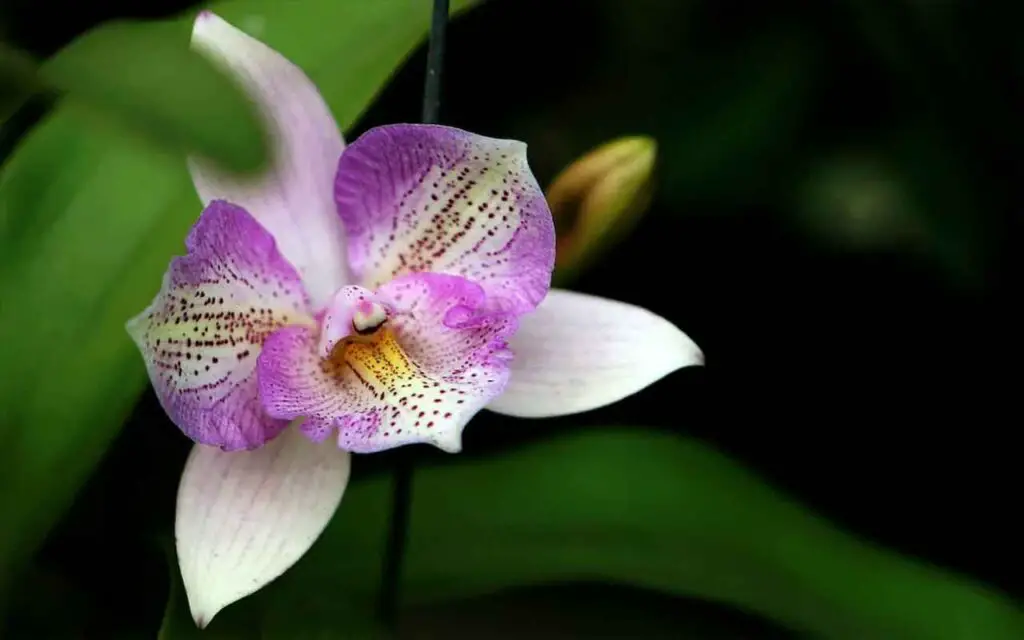 Orquídea: así es como hacer que dure mucho tiempo según el experto – Mis Consejos Jardinería