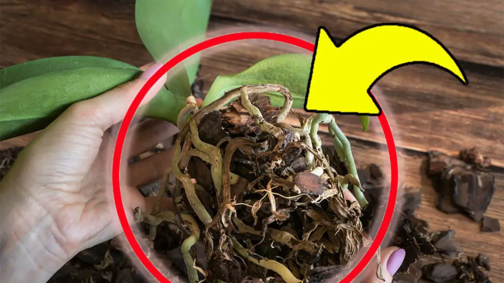 Orquídea, atacada por la pudrición de la raíz: si lo haces, volverá fuerte y saludable