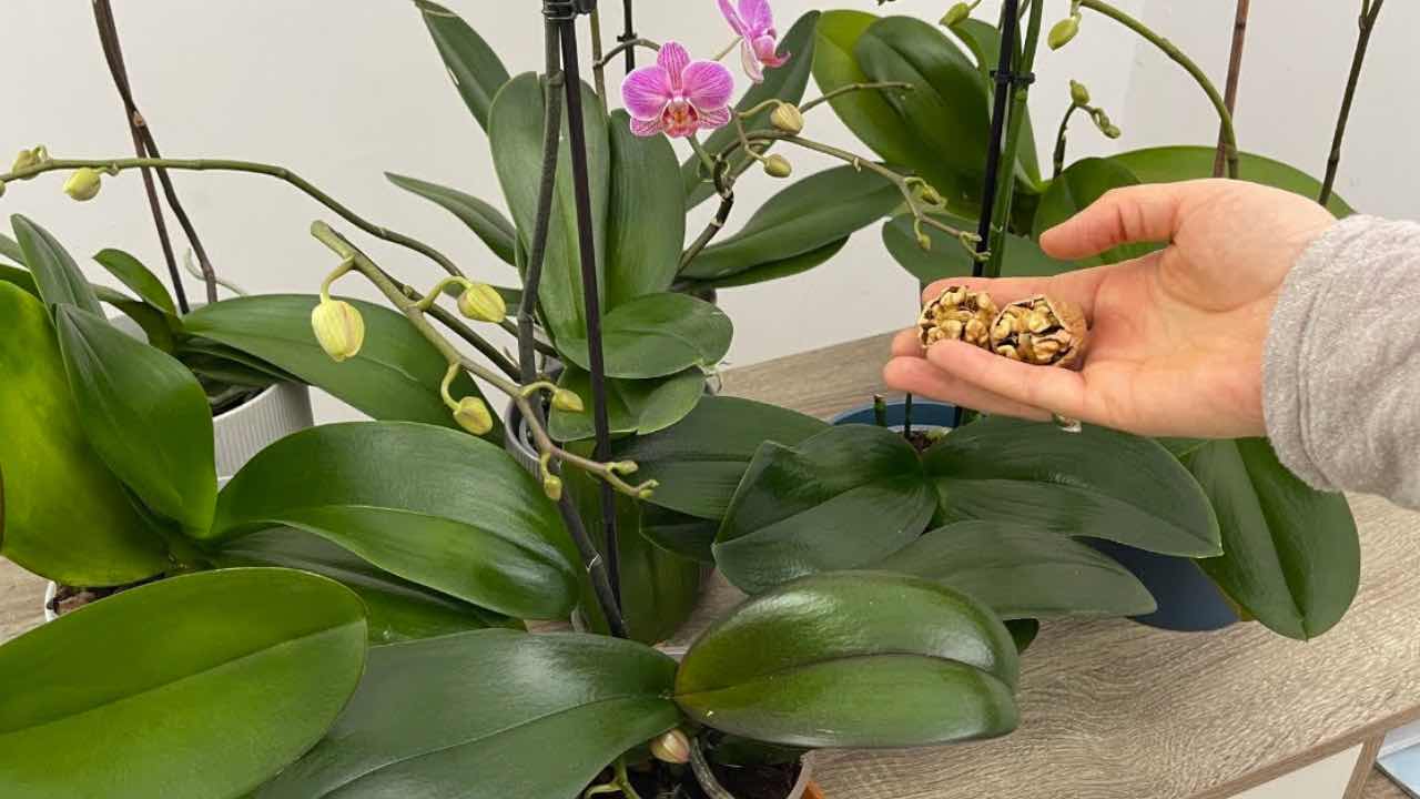 maquillaje de orquídeas