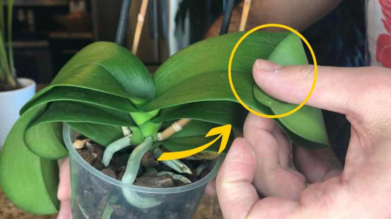Orquídea con hojas suaves y colgando hacia abajo