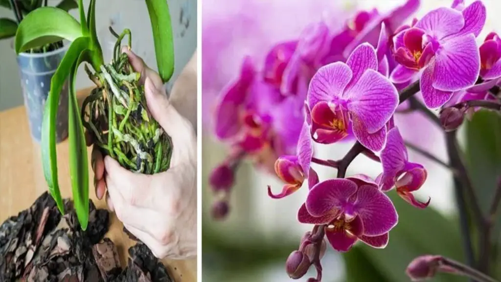 Orquídea, en verano sufre el calor: si te olvidas de hacer esto en septiembre la encuentras muerta – Mis Consejos Jardinería
